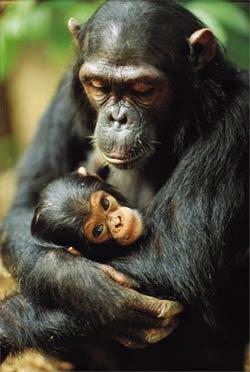 Antropología Física o Biológica Antropología Primatológica La primatología es el estudio científico de los primates.