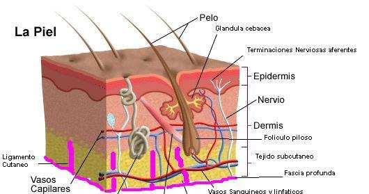 Venereología DERMATOLOGÍA