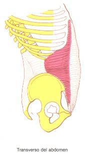 - Se denomina así a los fascículos más posteriores del músculo intercostal interno que: Cara interna de una costilla. Cara interna de la costilla subyacente o de la siguiente.