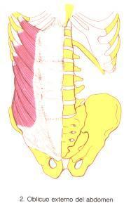 2. Piramidal del abdomen.- Pubis, por debajo el recto mayor del abdomen. Parte lateral de la línea blanca. 3. Transverso del abdomen.- Cara interna de las seis últimas costillas.