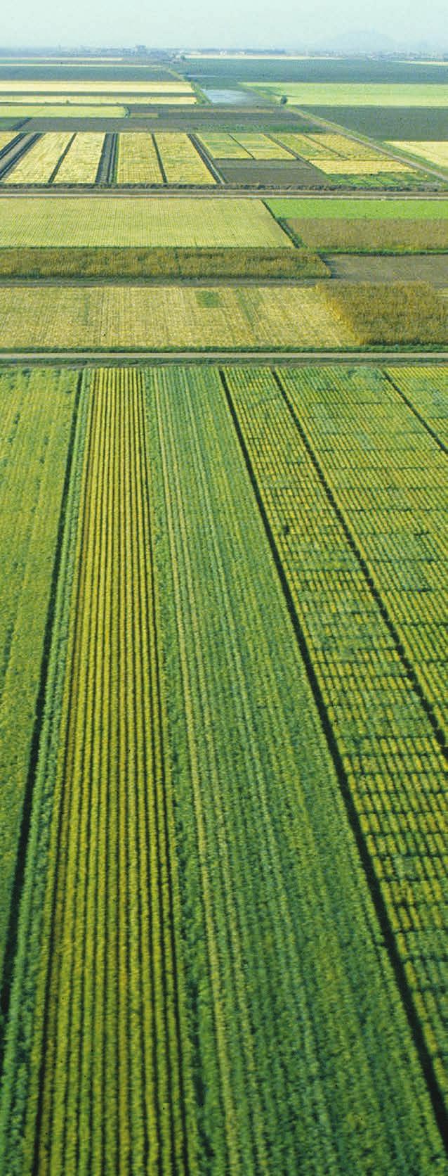 El Campo Experimental Norman E. Borlaug (CENEB), en el noroeste de México, es el centro de actividades de mejoramiento de trigo del CIMMYT. El Dr.