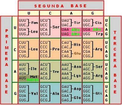 El codi genètic És la relació entre els triplets de nt del DNA i la seqüència d'aa de les proteïnes.