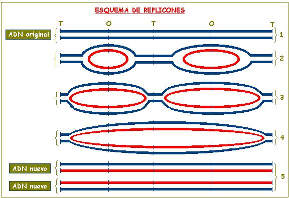 Replicación del ADN el ADN de eucariotas consta de replicones (unidades de replicación) alineados uno tras otro (suele haber alrededor de 100 replicones por cromosoma).