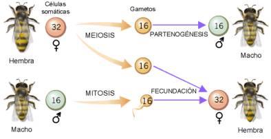 Mutaciones Aneuploidías: Presentan algún cromosoma de más o de menos respecto a la dotación normal.