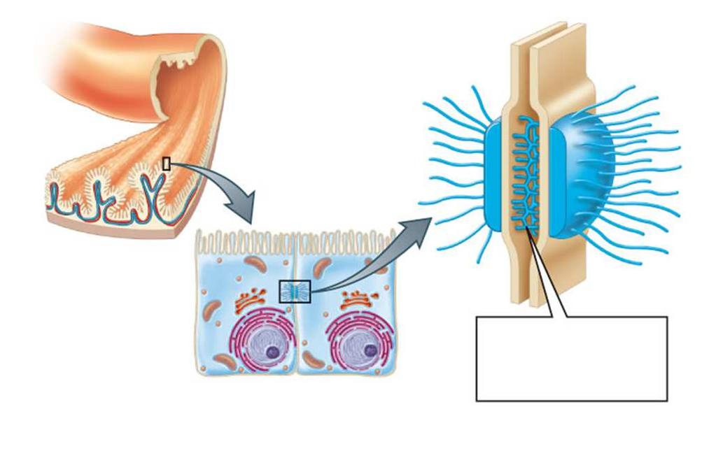 Unionesintercelulares small intestine plasma membranes (edge view) protein filaments in the