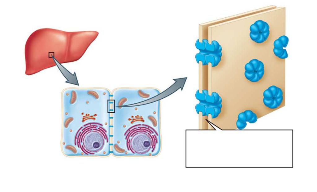 Unionesintercelulares plasma membranes liver liver cells (a) Gap junctions