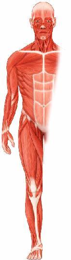 La musculatura esquelética VISTA ANTERIOR VISTA POSTERIOR Los músculos