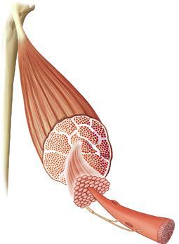 Estructura de un músculo Tendón Hueso Epimisio Capa de tejido conjuntivo que recubre un conjunto de haces.
