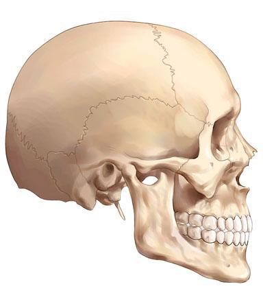 Esfenoides Nasal Pómulo Occipital