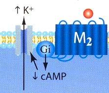 ** R. Muscarínico M2 Proteína Gi Inhibe AC Disminuye AMPc Disminuye PKA Cierra canales Ca Ca ++ Abre canales de K