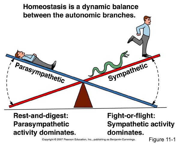Homeostasis: : balance dinámico entre las divisiones s Parasimpático Simpático Reposo y