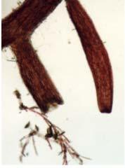 Chondria californica Giffordia sp. Detalle de los Apices Observación Microscópica Chondria californica (Collins) Kylin.