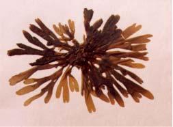 Acrosorium uncinatum (J. Agardh) Kylin Alga citada para Antofagasta y Tocopilla. Talo epífito o saxícola, principalmente pequeños, con hojas planas acintadas y ramificadas formando marañas.