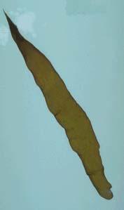 Petalonia fascia Centroceras clavulatum Petalonia fascia (Müeller) Küntze. Alga citada para la costa de Antofagasta en la segunda Región.