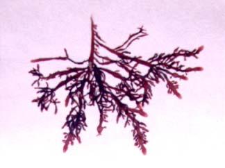 Hypnea spicifera Gelidium chilense Observación Microscópica Hypnea spicifera (Suhr) Harvey. Alga citada para la Península de Mejillones.