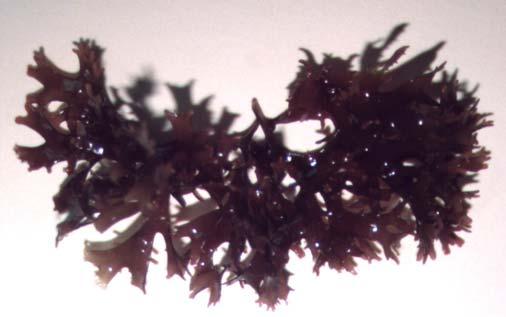 Grateloupia doryophora Chondrus canaliculatus Alga completa Ejemplos de las Variedades Morfológicas del Alga Grateloupia doryophora (Montagne) Howe.