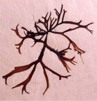 Crecen en manojos o aisladamente, fijos al sustrato por un grampón nítido, aplanado o cilíndrico; ramificado, con o sin márgenes divididas por numerosas ramas cortas, ramificación predominantemente