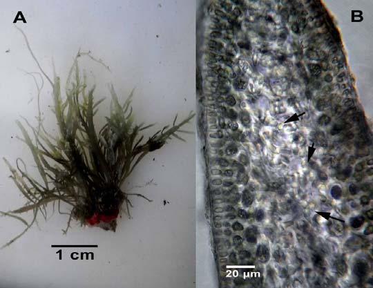 Especímenes epífitos de Amphiroa beauvoisii J.V. Lamour. en el infralitoral, 1 m de profundidad. Gelidiales Gelidiaceae Gelidium torulosum Kützing (Figura 4, A-B) 9 Figura 3.