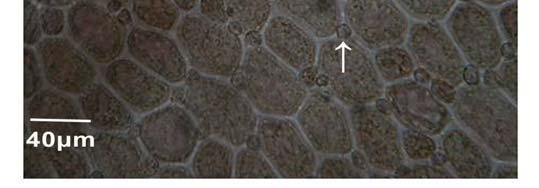 (A-C) Champia vieillardii Kützing. A. Aspecto general mostrando el patrón de ramificación. B. Detalle de una ramita. C. Vista superficial del talo con células medulares grandes y células menores entre éstas.