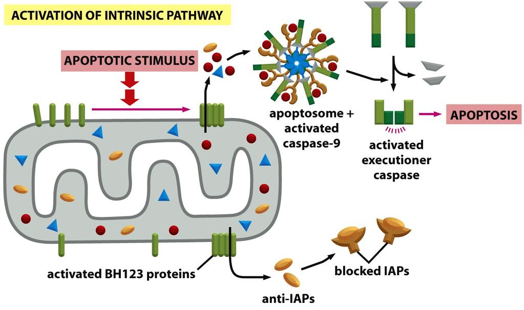Proteínas anti-iap: Bloquean IAPs en