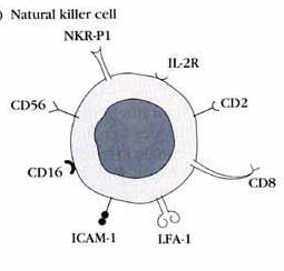 CÉLULAS NK Marcadores de superficie KIR Reconocen células propias a través de un