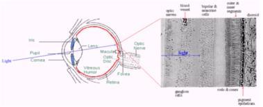 4 La luz que impacta en la retina excita los fotorreceptores;