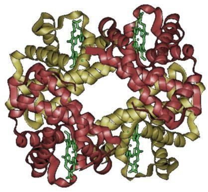 El gene que codifica para la proteína alfa-globina (un componente de la hemoglobina sufre cambios a una tasa de 0.