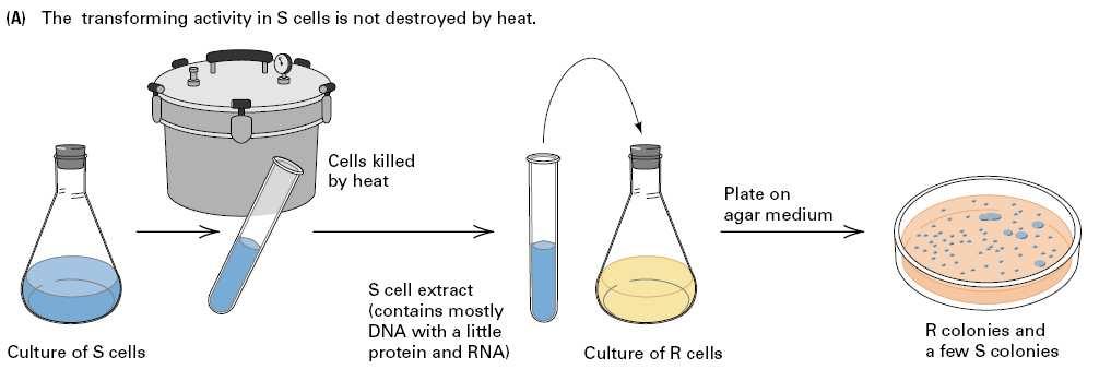 ADN es el material genético Avery, MacLeod & McCarty