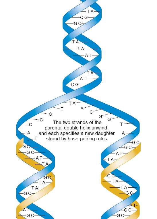 Replicación del ADN Modelo semiconservativo Toda cadena hija de ADN está formada por el apareamiento de un