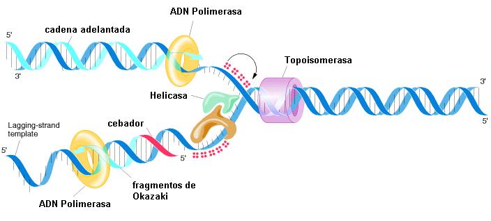 Horquilla de replicación Helicasa: interrumpe los puentes H justo por delante de la horquilla Proteínas de unión a