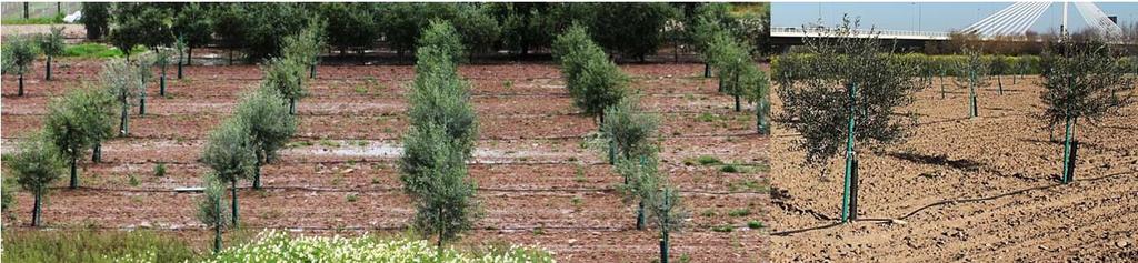 sostenibilidad del olivar en Andalucía, y a su vez ejemplo de las repercusiones negativas que pueden derivarse del fallo en la aplicación en tiempo y forma de las acciones para el