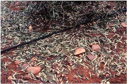 dahliae Plantones Arbequina enfermos Nº de hojas caídas/mes 1 8 6 4 2 Hojas