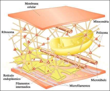 El citoesqueleto es una densa red de fibras proteínicas, que