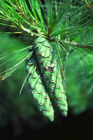 GIMNOSPERMAS (3) Flores masculinas de Pinus banksiana Flores femeninas del pino de Scots que