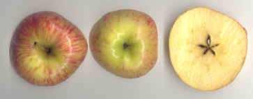 Diferentes tipos de frutos: drupas Aceitunas Cerezas Dátiles