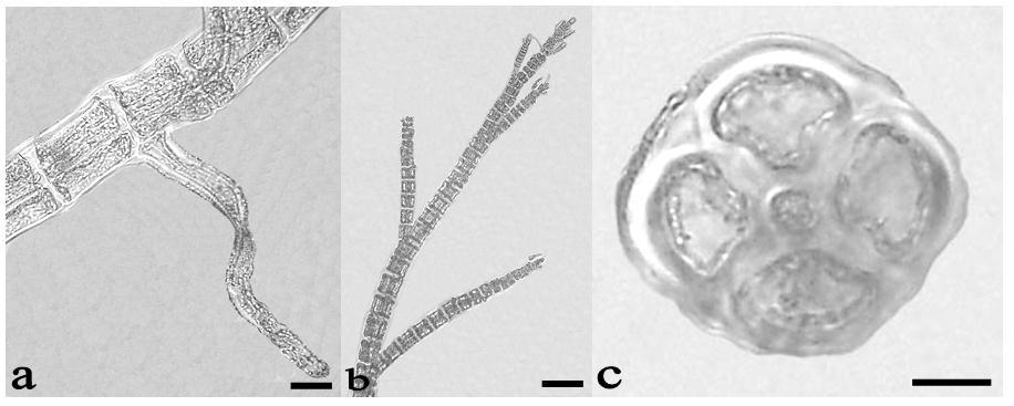 27. Neosiphonia sertularioides (Grateloup) K.W. Nam & P.J. Kang, 2012: 87, fig. 51-53 (Fig. 26) Basiónimo: Ceramium sertularioides Grateloup, 1806: [1], fig. 4.