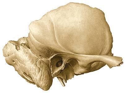 Fosa mandibular o Cavidad glenoidea, que se articula con el cóndilo del maxilar inferior. Cisura de Glasser o timpanoescamosa.