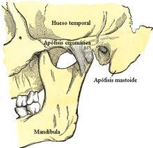 Apófisis mastoides, que presenta a su vez: Cara externa: Para inserción de los músculos: Esternocleidooccipitomastoideo. Esplenio. Longísimo o Complejo menor.