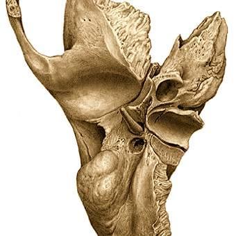 Carilla yugular, que se articula con la apófisis yugular del occipital. Fosa yugular, que aloja a la dilatación de la vena yugular interna.