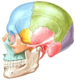 - Ángulos. Angulo frontal o anterosuperior, corresponde a la unión de la sutura coronal y sagital, denominado Bregma.