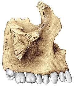 Conducto alveolar superior anterior o dentario anterior.
