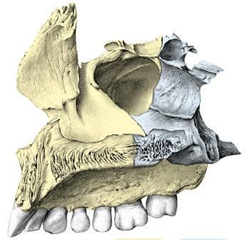 c) Apófisis palatina. Tiene dos caras y tres bordes. Cara superior, lisa y cóncava, pertenece al piso de las fosas nasales. Cara inferior, forma parte de la bóveda palatina.