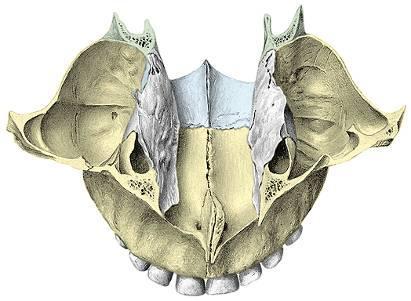 Borde medial o interno, se articula con la apófisis palatina del maxilar opuesto, formando la cresta nasal, que sobresale en la línea media del piso de las fosas nasales.