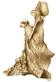 Segmento posterior o pterigoideo, se articula con la cara interna del ala interna de la apófisis pterigoides.