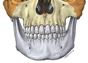 Lagrimal, Lámina perpendicular del palatino. Concha nasal inferior, Laberintos etmoidales. Pared superior o bóveda.