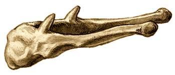 - Lámina ósea cuadrilátera, aplanada Presenta dos caras y dos bordes: Cara anterior, frecuentemente convexa Una cresta transversal divide a la cara en dos partes, una superior y otra inferior.