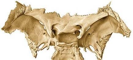 Limbo esfenoidal, cresta ósea que limita la parte posterior de; yugo esfenoidal. Surco prequiasmático ocanal óptico que se continúa con el conducto óptico.