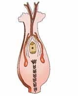 A través d aquest tub baixaran els dos gàmetes masculins o nuclis espermàtics per tal de dur a terme el procés de la fecundació. Es tracta d un procés de doble fecundació.