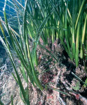 11 ELS VEGETALS [ DIVULGACIÓ ] Angiospermes de vida aquàtica: la posidònia Encara que les plantes superiors van aparèixer i es van desenvolupar en el medi aeri, hi ha alguns grups que posteriorment s