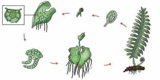 A més, presenten fulles (frondes), una tija subterrània (rizoma) i arrels. Fig. 14: Detall d una falguera.
